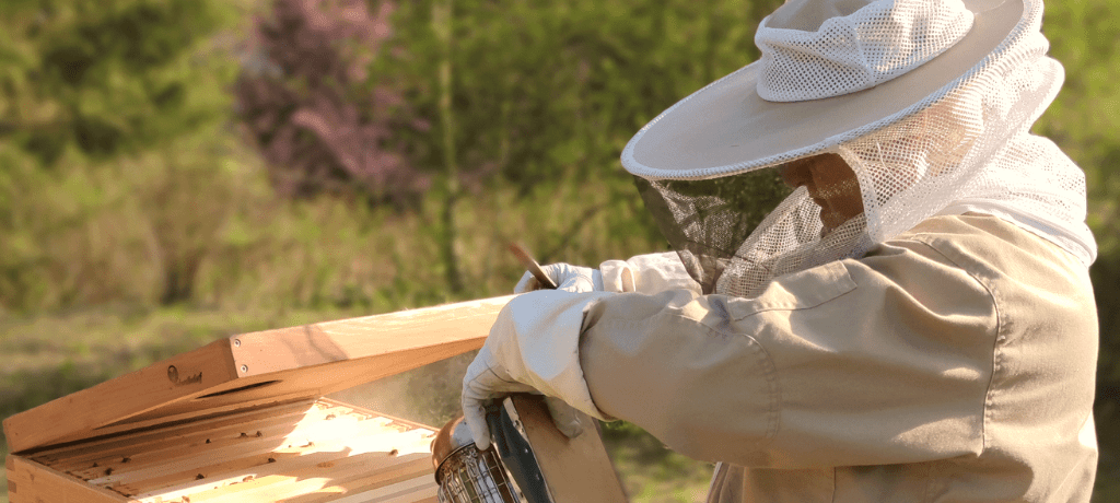 Imker bei der Bienenpflege